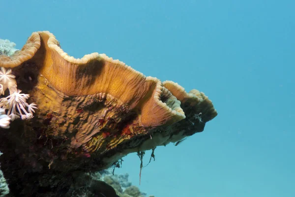 Coral reef with great Turbinaria reniformis on the bottom of red sea in egypt — Stock Photo, Image