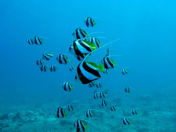 Korallenriff mit Schwärmen von Schmetterlingsfischen im Roten Meer in Ägypten — Stockfoto