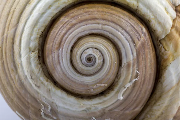 Изолированный большой скелет морской раковины - макрос — стоковое фото