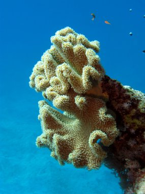 mercan resif büyük yumuşak mercan ve egzotik balıkları ile