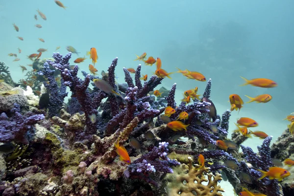 Coral reef with blue hard coral and exotic fishes Anthian on the bottom of red sea — Stock Photo, Image