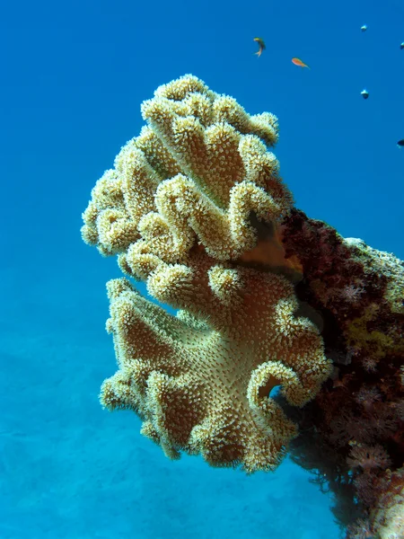 Korallrev med stora mjuka koraller och exotiska fiskar — Stockfoto