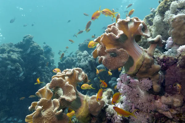 Coral reef with soft corals and exotic fishes Anthias on the bottom of red sea — Stock Photo, Image
