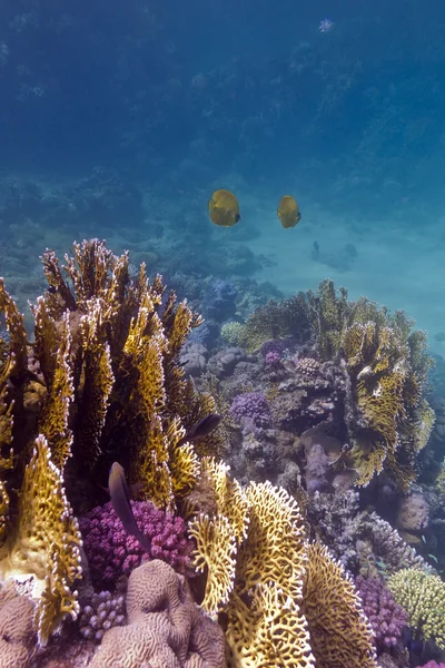 Colorido arrecife de coral con coral pedregoso y fuego y peces mariposa en el fondo del mar rojo en Egipto — Foto de Stock