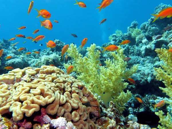 Coral reef with brain and soft corals on the bottom of red sea — Stock Photo, Image