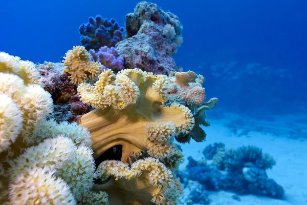 Récif corallien avec grand corail doux sur le fond de la mer rouge — Photo