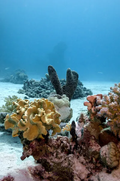 Arrecife de coral con corales blandos y duros y esponja de mar en el fondo del mar rojo —  Fotos de Stock