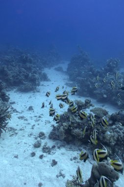 mercan butterfyfishes Kızıl Deniz dibinde balık ile