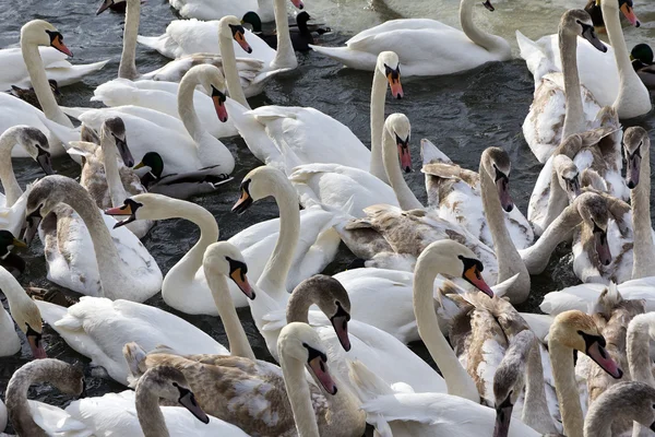 Herd of swans flying in Vistula river in cracow in winter — Stock Photo, Image