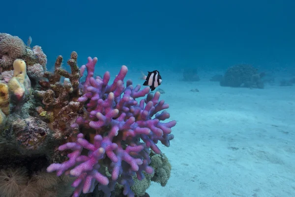 Arrecife de coral con capucha violeta final de coral peces exóticos en el fondo del mar rojo — Foto de Stock