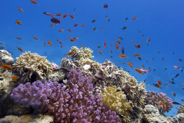 Recife de coral com corais macios e duros no fundo do mar vermelho no Egito — Fotografia de Stock