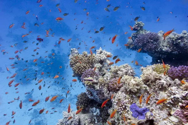 Récif corallien avec coraux mous et durs au fond de la mer rouge en Egypte — Photo