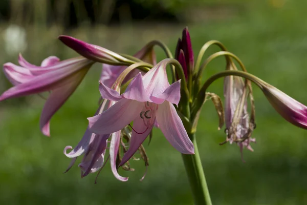 Crinum lila sobre fondo verde — Foto de Stock