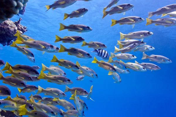 Kızıl deniz mercan kayalığı balık goatfish ile — Stok fotoğraf