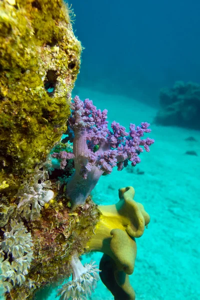 Коралловый риф с мягкими кораллами на дне красного моря — стоковое фото
