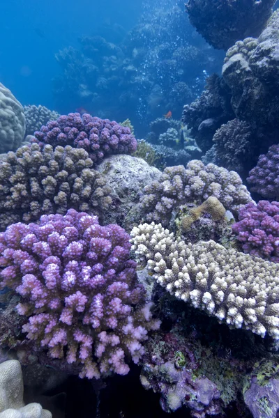 Коралловый риф с твердыми кораллами на дне красного моря — стоковое фото