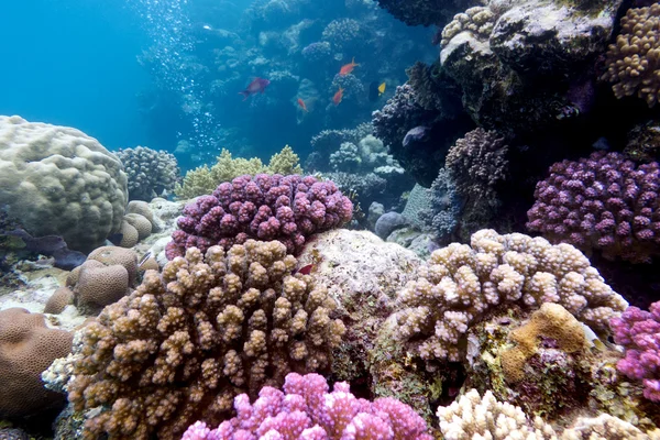 Colorful coral reef with hard corals on the bottom of red sea — Stock Photo, Image