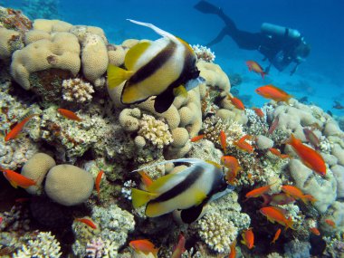 mercan ile egzotik balıkları ve Kızıl deniz dibindeki dalgıç