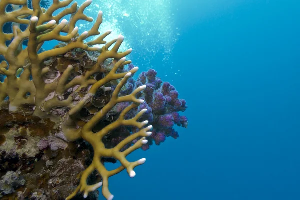 열 대 바다의 바닥에 하드 산호와 산호초 — 스톡 사진