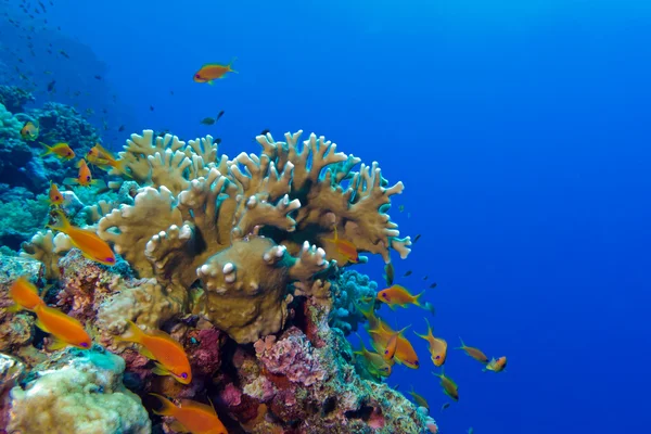 Recife de coral com coral de fogo e peixes exóticos Anthias — Fotografia de Stock