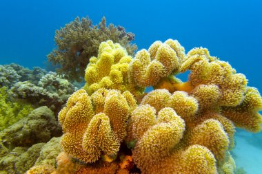 mercan ile büyük sarı yumuşak mercan kırmızı Deniz dibinde
