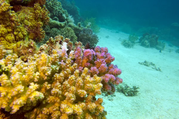 Visa av korallrev med koraller längst ner i Röda havet — Stockfoto
