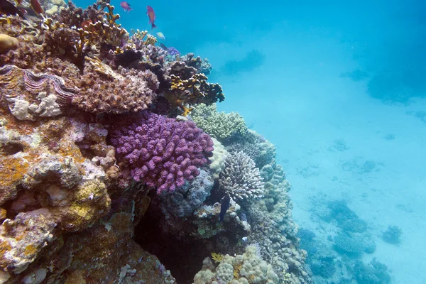 与硬珊瑚底部的红海珊瑚礁的视图 — 图库照片