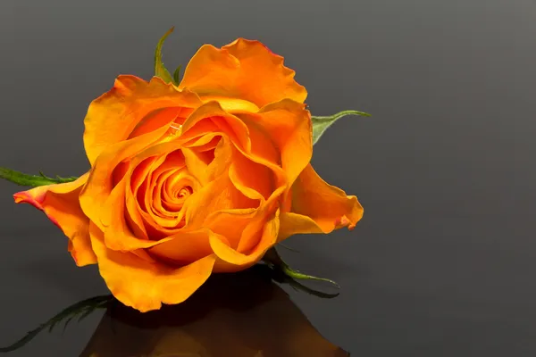 Einzelne Blume der gelben Rose isoliert auf dunklem Hintergrund — Stockfoto