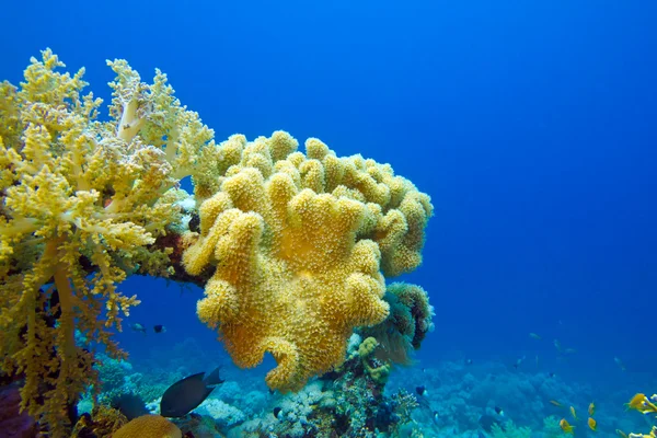 Coral reef with great soft coral on the bottom of tropical sea — Stock Photo, Image