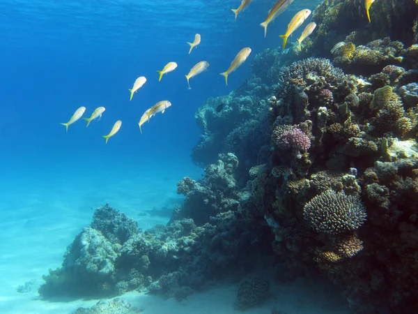 Barriera corallina con poriti coralli e pesci capra sul fondo del mare  tropicale su fondo blu - Foto Stock: Foto, Immagini © mychadre77 51213171