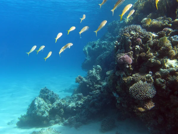 Koraalrif met shoal van goatfishes op de bodem van tropische zee Stockfoto