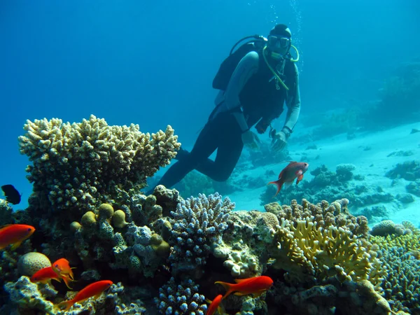 Buceador por encima del arrecife de coral en el mar tropical —  Fotos de Stock