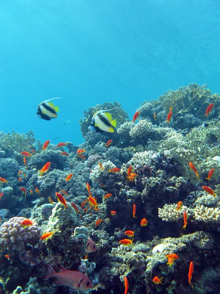 Korallenriff mit Stein- und Feuerkorallen und exotischen Fischen am Grund des tropischen Meeres — Stockfoto