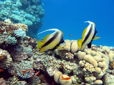 mercan bannerfishes tropikal Deniz dibinde Çift
