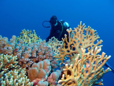 mercan ile kız dalgıç tropikal Deniz dibinde