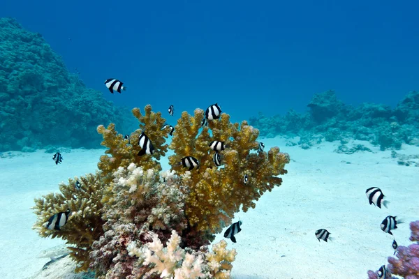 Arrecife de coral con coral duro y peces exóticos damiselas de cola blanca en el fondo del mar rojo —  Fotos de Stock