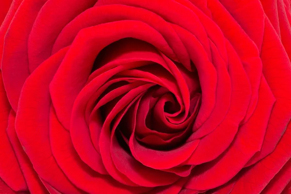 Single flower of single red rose - closeup — Stock Photo, Image