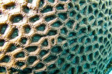 Coral reef with brain coral - closeup at the bottom of tropical sea clipart