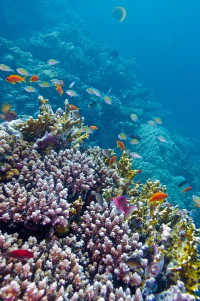 Kleurrijk koraalrif met exotische vissen op de bodem van tropische zee — Stockfoto