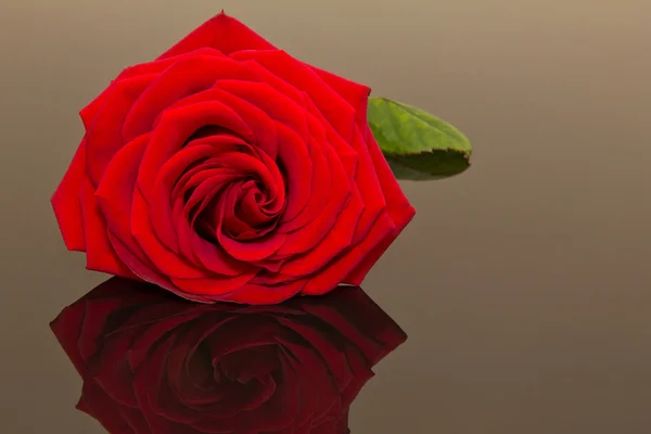Izolované krásné jednu červenou růži na tmavém pozadí — Stock fotografie