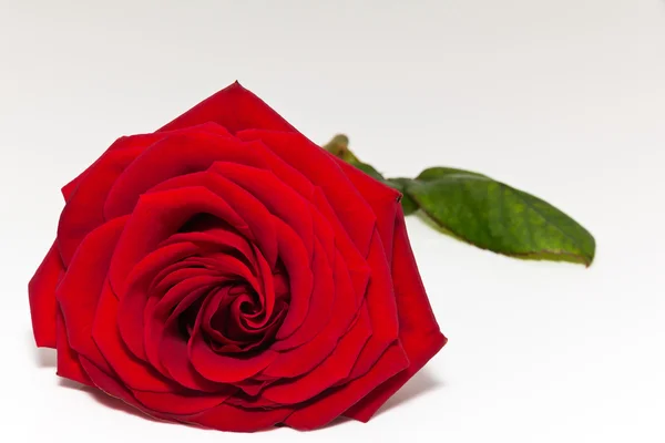 Isolated beautiful single red rose on white background Stock Picture