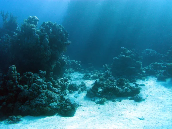 View at coral reaf with sunbeams at the bottom of tropica sea — Stok fotoğraf