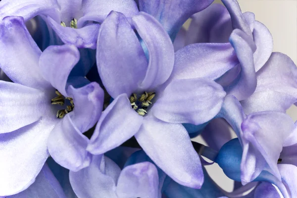 Blomma violett hyacint isolerad på vit bakgrund - närbild — Stockfoto