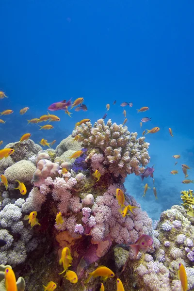 Colorido arrecife de coral con peces exóticos en el fondo del mar tropical —  Fotos de Stock