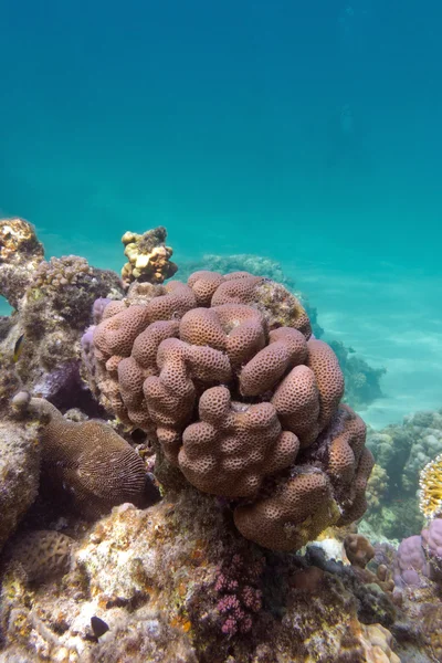 珊瑚礁与脑珊瑚底部的热带海 — 图库照片