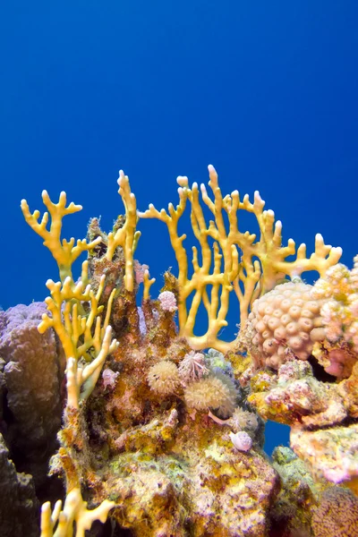 Korallrev med fire coral på botten av tropiska havet — Stockfoto