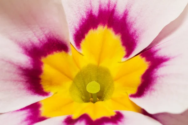 Single flower of primula with yellow middle - closeup — Stock Photo, Image