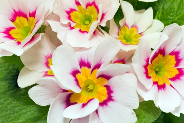 A lot of spring flowers of colorful primula — Stock Photo, Image