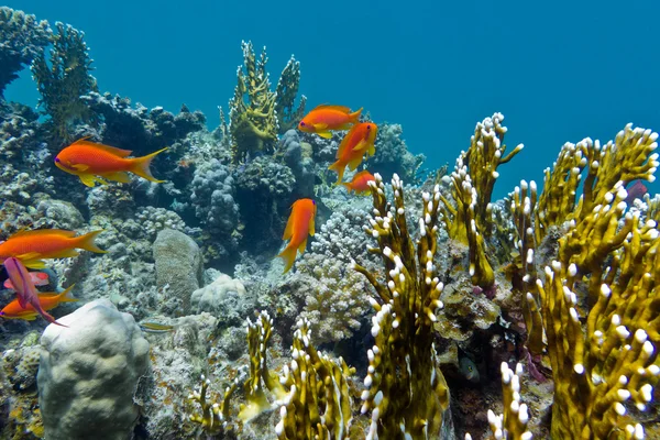 Κοραλλιογενή ύφαλο με σκληρά κοράλλια και εξωτικά ψάρια anthias στο κάτω μέρος του τροπική θάλασσα — Φωτογραφία Αρχείου