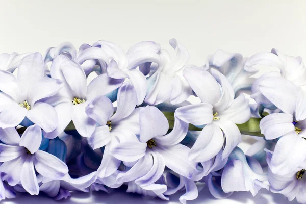 Isolated cluster of flower violet lilac on white background — Stock Photo, Image